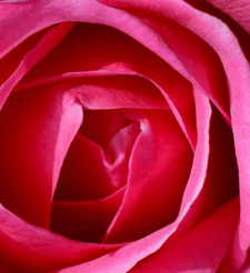 19879_Rose.jpg